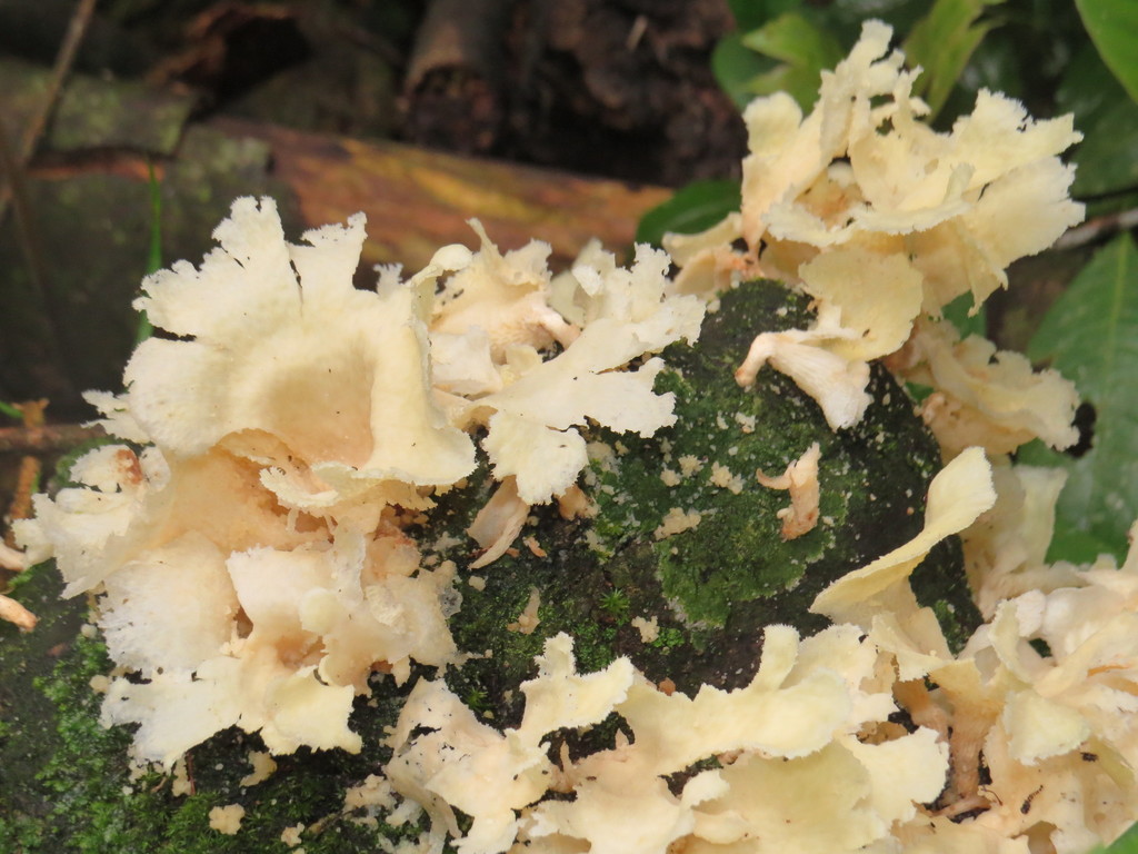 Favolus brasiliensis · November 2015 · photo: © diogoluiz (iNaturalist, cc-by)