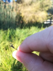 Ischnura denticollis