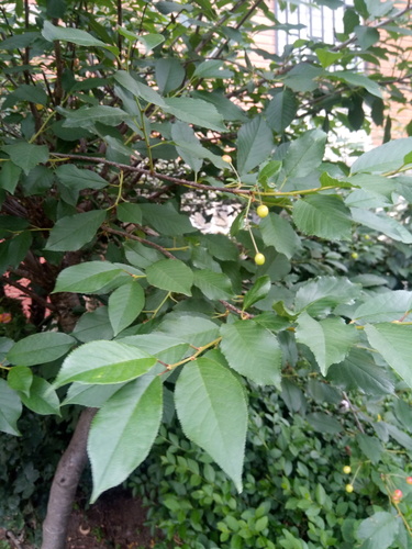 Paprastoji vyšnia nuotrauka