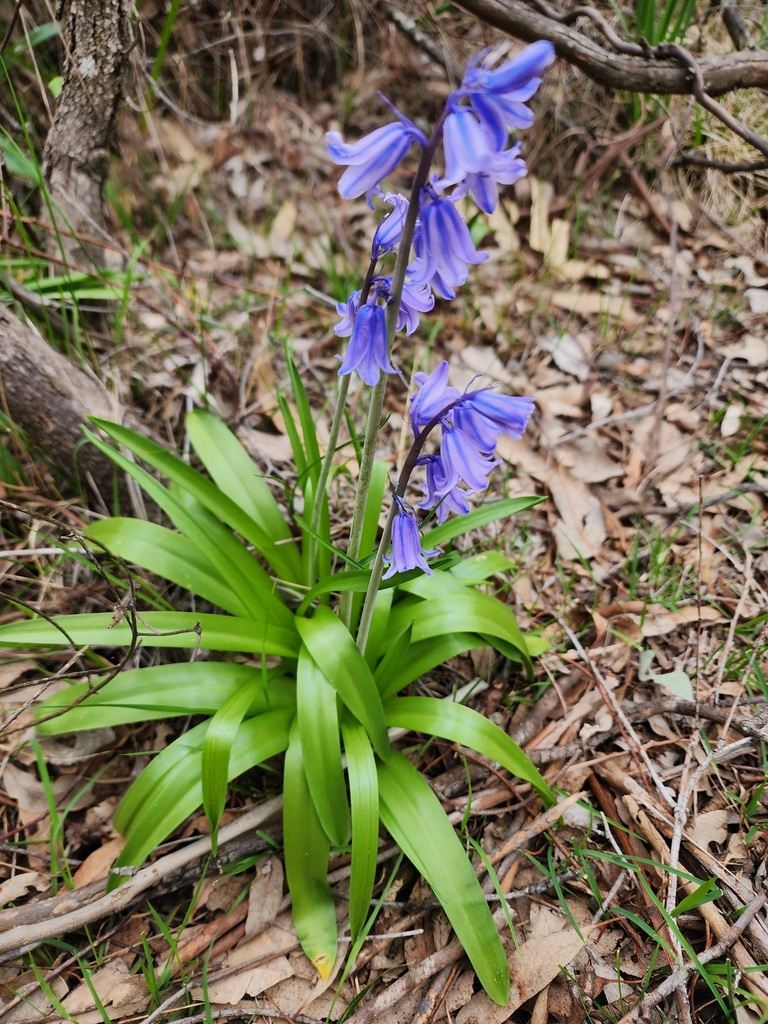 Hyacinthoides non-scripta