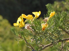 Adenocarpus decorticans