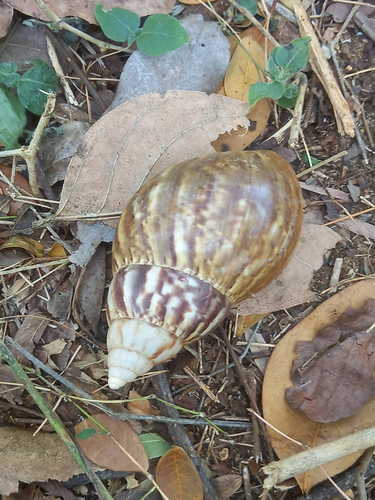 African Giant Snail