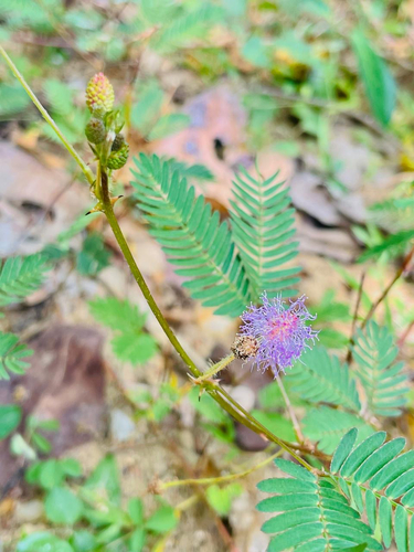 Sensitive Plant