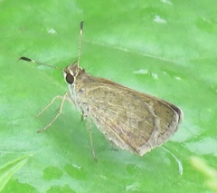 Callimormus saturnus