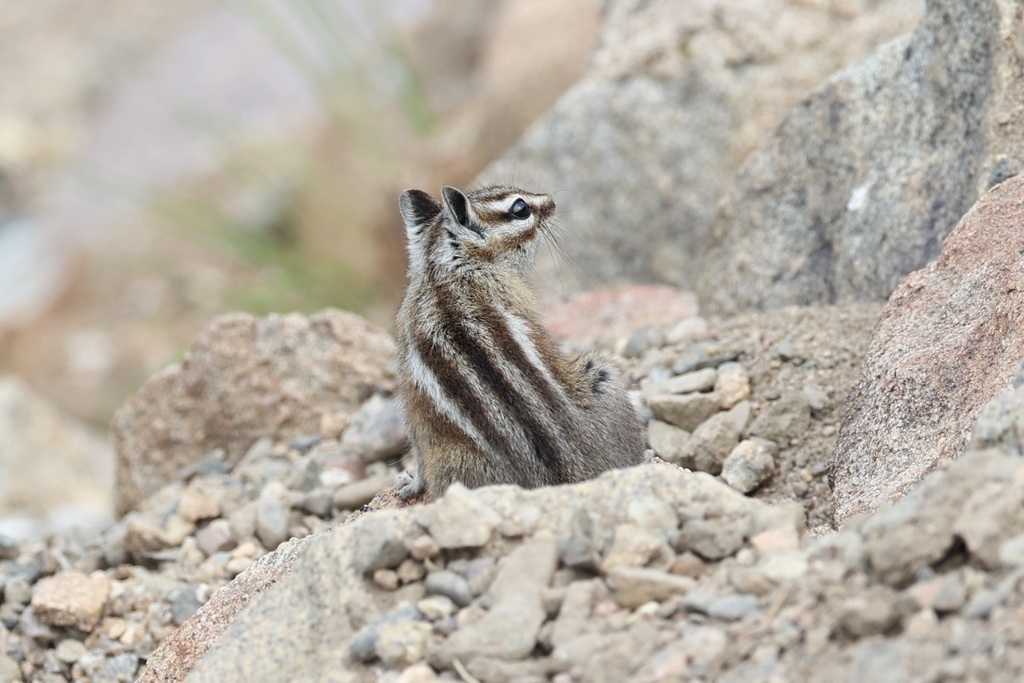 Colorado Chipmunk