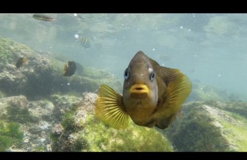 Galapagos gregory (Stegastes arcifrons) — Pomacentridae — 2