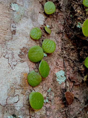 Dragon-Scale fern