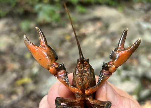 Ochre-Bellied Crayfish