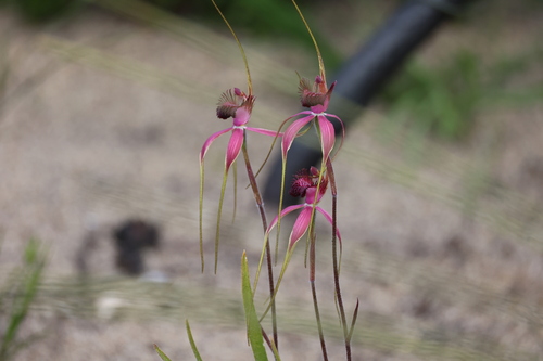 Blushing spider orchid (Caladenia lorea)