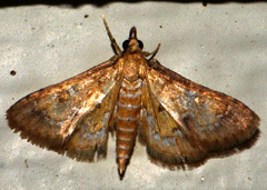 Niphograpta albiguttalis