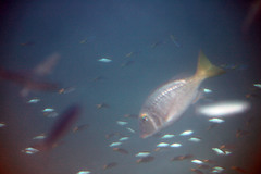 Chromis nitida
