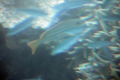 Lutjanus carponotatus