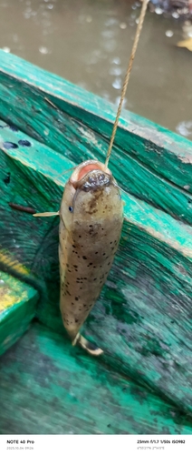 Electric Catfish