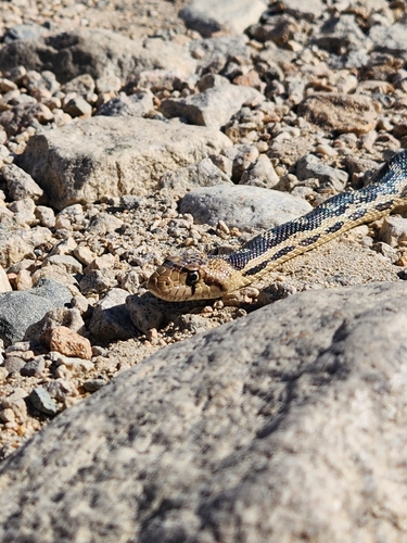 iNaturalist observation photo of Gopher Snake
