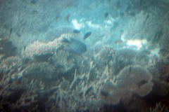 Abudefduf whitleyi