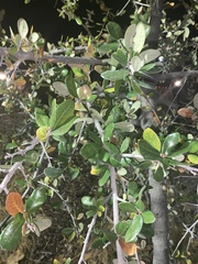 Pittosporum crassifolium