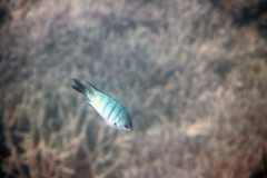 Abudefduf whitleyi