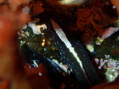 Acanthoclinus fuscus