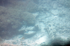 Epinephelus fuscoguttatus