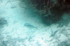 Scolopsis monogramma