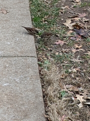 Passer domesticus