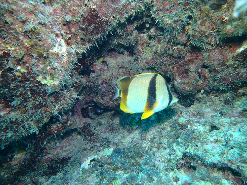 West-Afrikaanse koraalvlindervis (Chaetodon robustus) — Chaetodontidae — 5