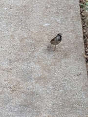 Passer domesticus