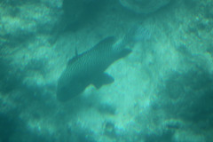 Plectorhinchus pica