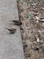 Passer domesticus