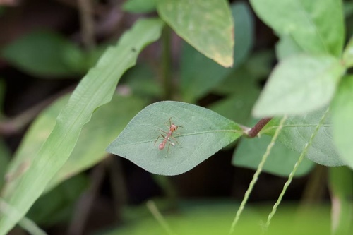 Red Weaver Ant-mimicking Spider