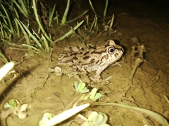 Pleurodema cinereum