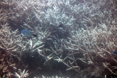 Abudefduf whitleyi