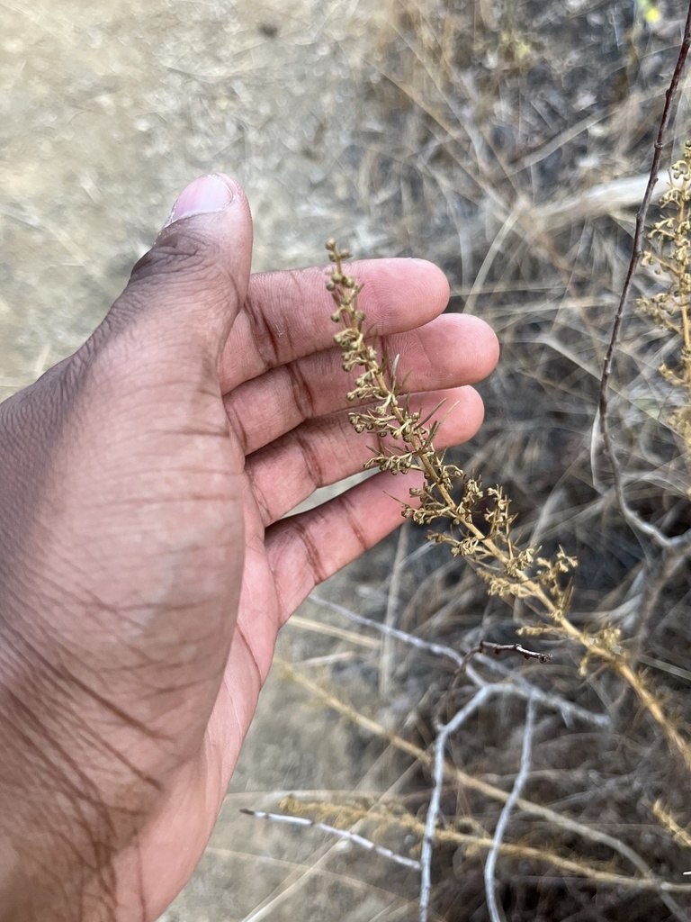 Artemisia dracunculus