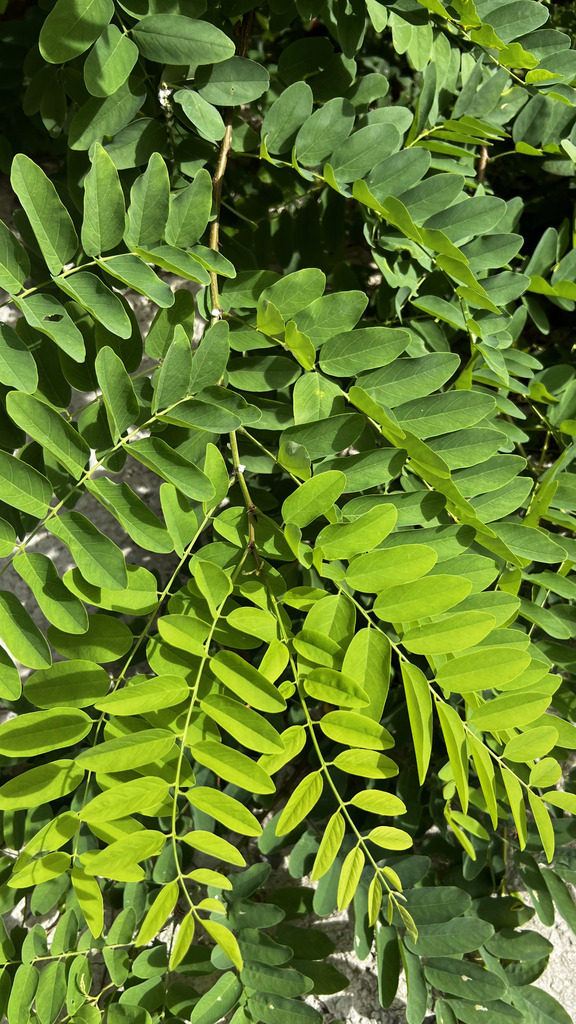 Robinia pseudoacacia