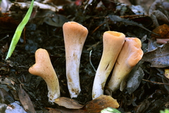Clavariadelphus truncatus image