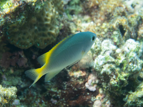 Damselfish (Pomacentrus lepidogenys) — Pomacentridae — 5