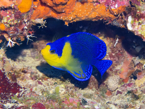 Blue-backed angelfish (Centropyge venusta) — Pomacanthidae