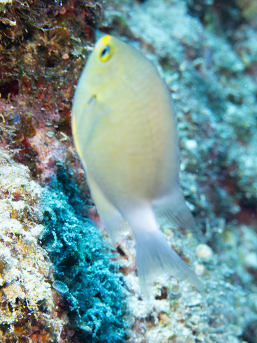 Chromis ovatiformes observed 2025-09-29