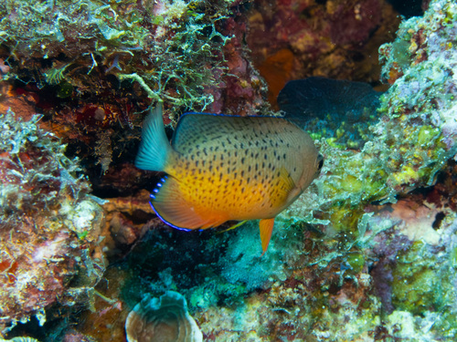 Rusty angelfish (Centropyge ferrugata) — Pomacanthidae — 4