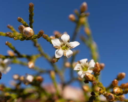 Hex Mountainbranch (Thamnea matroosbergensis)