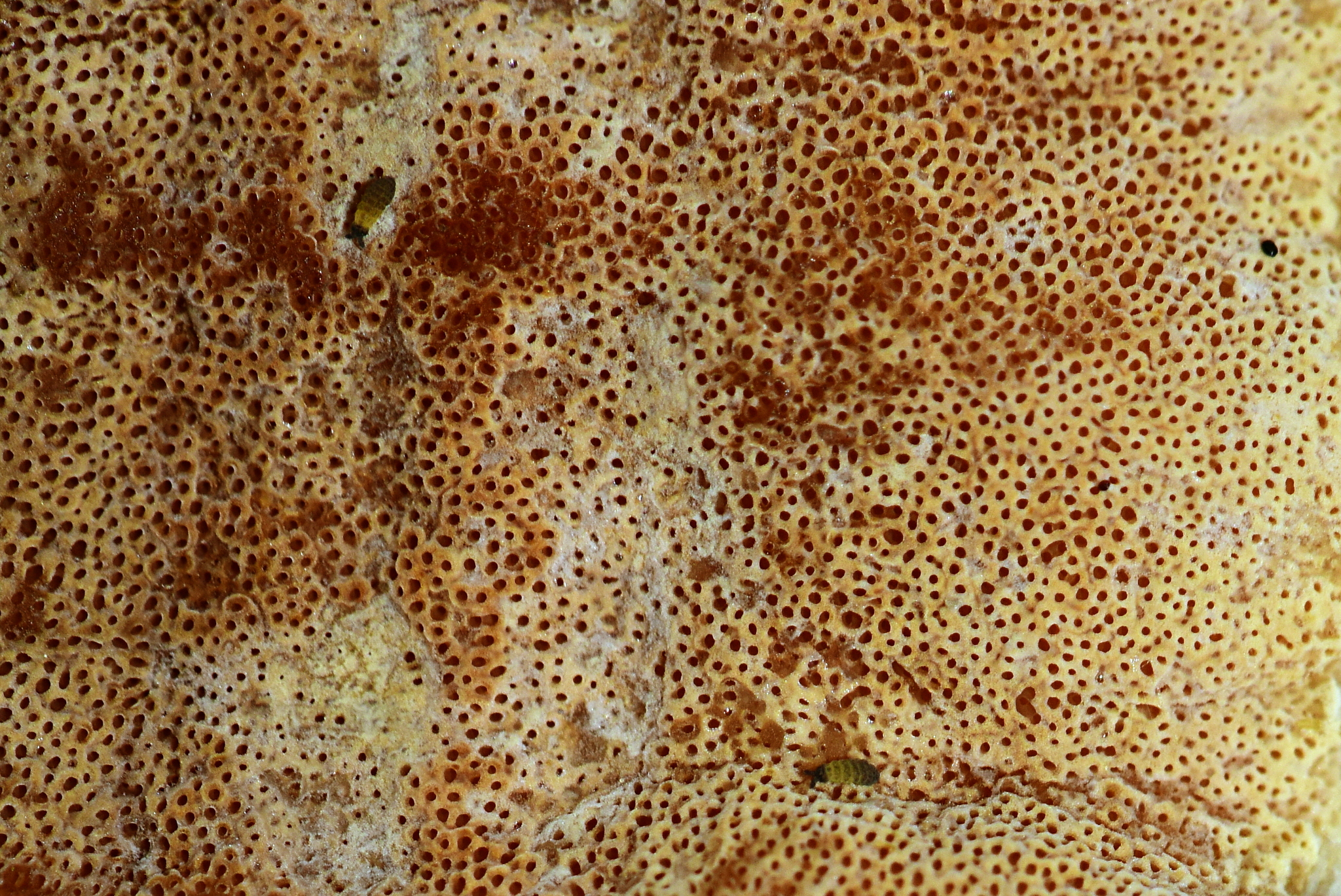 Gloeoporus dichrous image
