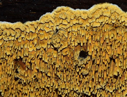 Pirex concentricus (Cooke & Ellis) Hjortstam & Ryvarden