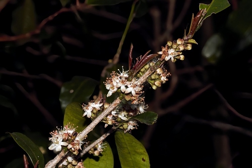 Erythroxylum emarginatum, photograph 1