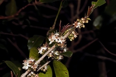 Erythroxylum emarginatum, photograph (c) i_c_riddell, some rights reserved (CC BY)