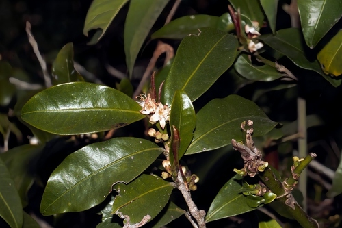 African cocatree (Erythroxylum emarginatum)