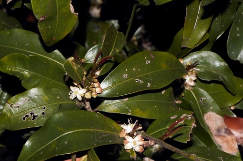 Erythroxylum emarginatum, photograph 2