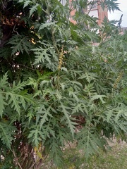 Ambrosia arborescens