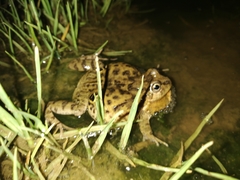 Pleurodema cinereum
