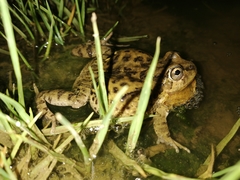 Pleurodema cinereum
