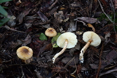 Zhuliangomyces illinitus